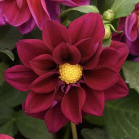 Violet Shades Figaro, Dahlia Seeds